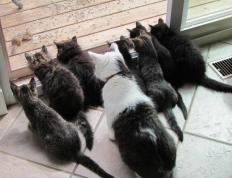 PG中国登录入口-F1新赛季揭幕战引爆全球，巴拉圭足球淘汰赛力克伊朗展现韧性